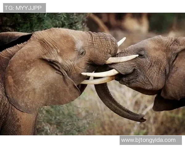 姚明与野生大象的奇妙邂逅探讨人与自然和谐共生的美好愿景 姚明与野生大象的奇妙邂逅探讨人与自然和谐共生的美好愿景